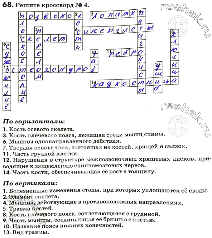 Изображение 68. Решите кроссворд № 4.По горизонтали:1. Кость осевого скелета.3. Кость плечевого пояса, лежащая среди мышц спины.6. Мышцы однонаправленного действия.7....